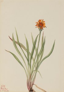 Falsa diente de león Agoseris aurantiaca, 1921