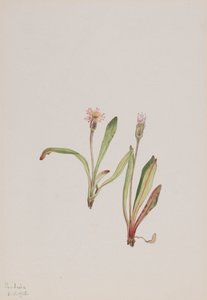 Falsa Diente de León Agoseris carnea de Mary Vaux Walcott