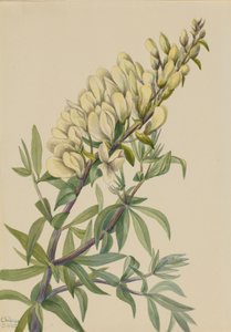Baptista bructeata, 1932 de Mary Vaux Walcott