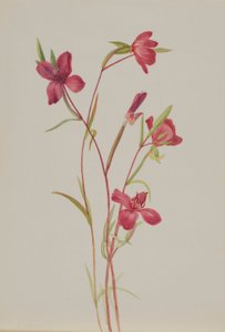 Adiós a la primavera (Godetia amoena lilja) de Mary Vaux Walcott