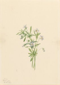 Violeta de campo (Viola rafinesquii) de Mary Vaux Walcott