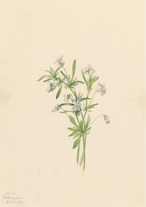 Violeta de campo Viola rafinesquii, 1919 de Mary Vaux Walcott