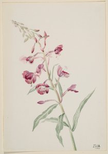 Hierba de fuego (Epilobium angustifolium) de Mary Vaux Walcott