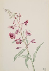 Epilobio angustifolio de Mary Vaux Walcott