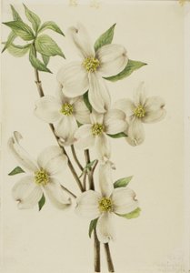 Cornejo de flor (Cornus florida)