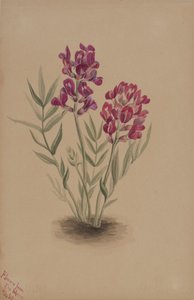 Flores de la Mesa, 1883