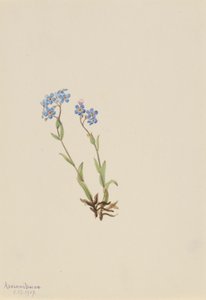 Nomeolvides (Myosotis alpestris)