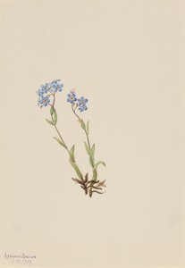 No me olvides Myosotis alpestris, 1907