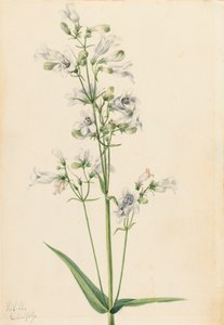 Dedalera Pentstemon Pentstemon digitalis, 1919 de Mary Vaux Walcott