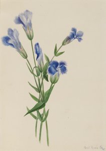 Genciana de flecos (Gentiana crinita) de Mary Vaux Walcott