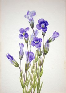 Genciana fringida, 1933
