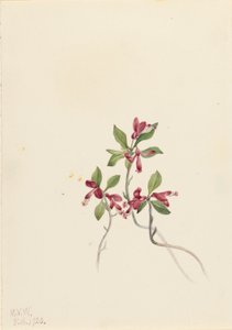 Polygala paucifolia (Polygala paucifolia) de Mary Vaux Walcott