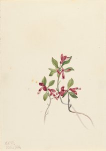 Polígala Fringed Polygala paucifolia de Mary Vaux Walcott