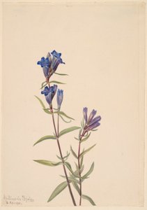 Genciana (Gentiana affinis)