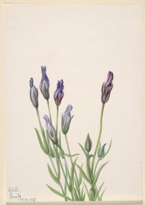 Genciana (Gentiana macounii) de Mary Vaux Walcott