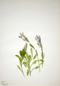 Genciana (Gentiana newberri) de Mary Vaux Walcott