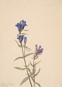 Genciana Gentiana affinis de Mary Vaux Walcott