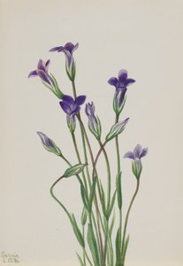 Genciana Gentiana holopetala, 1936
