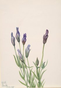 Genciana Gentiana macounii, 1935 de Mary Vaux Walcott