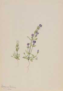Gentiana propingua de Mary Vaux Walcott