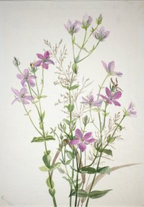 Gencianacea sabbalia angularis