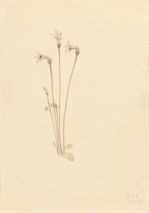Thalesia uniflora (Thalesia uniflora) de Mary Vaux Walcott