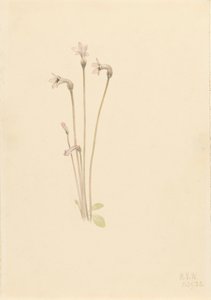Pipa fantasma Thalesia uniflora, 1920 de Mary Vaux Walcott