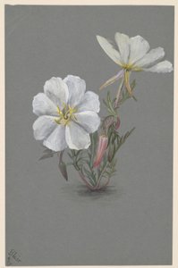 Heléboro gigante (Epipactia gigantea) de Mary Vaux Walcott