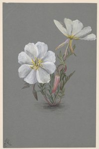 Helleborine gigante Epipactia gigantea, ca. 1880 de Mary Vaux Walcott