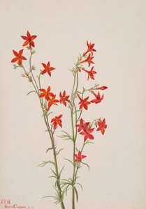 Gilia arizonica, 1931