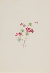 Gilia linanthus parviflorus de Mary Vaux Walcott