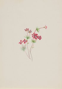 Gilia linanthus parviflorus, ca. 1900-1930 de Mary Vaux Walcott