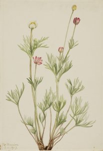 Anémona globosa (Anemone globosa) de Mary Vaux Walcott