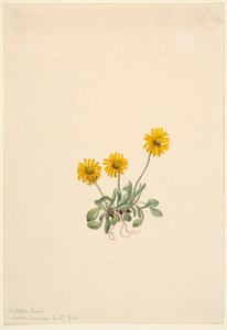 Flor de oro (Erigeron aureus) de Mary Vaux Walcott