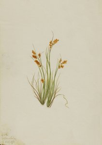 Juncia dorada Carex aurea de Mary Vaux Walcott