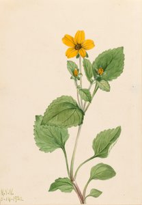 Estrella dorada Chrysogonum virginianum