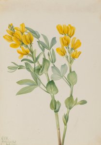 Goldenpea Thermopsis rhombifolia, 1923 de Mary Vaux Walcott