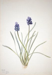 Jacinto de uva Muscari racemosum, 1920