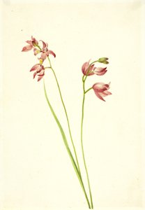 Orquídea de Hierba Rosa Limodorum tuberosum, s.f.