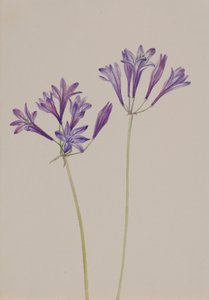 Nuez de hierba Brodiaea laxa, 1933 de Mary Vaux Walcott
