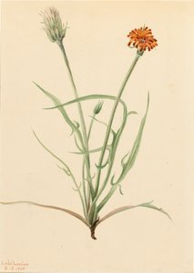 Agoseris de hoja de hierba, 1905 de Mary Vaux Walcott