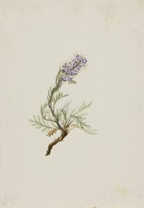 Gray Phacelia (Phacelia sericea) de Mary Vaux Walcott