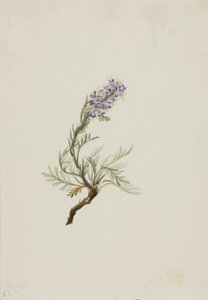 Phacelia gris Phacelia sericea de Mary Vaux Walcott