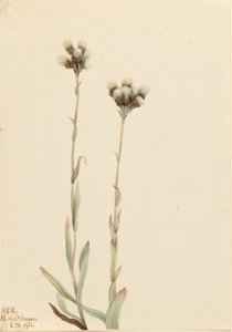 Antennaria gris (Antennaria howellii) de Mary Vaux Walcott