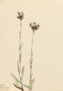 Antennaria howellii de Mary Vaux Walcott