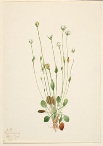Hierba cana (Senecio canus)