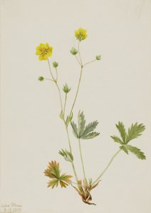 Potentilla glaucophylla, 1905 de Mary Vaux Walcott