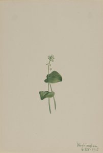 Boca de víbora verde (Malaxis unifolia) de Mary Vaux Walcott
