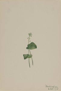 Malaxis unifolia verde, 1918 de Mary Vaux Walcott