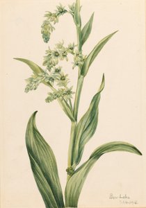 Col verde del oso (Veratrum viride)
